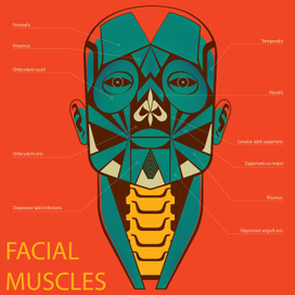 FACIAL MUSCLES