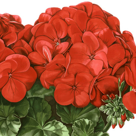 красная герань