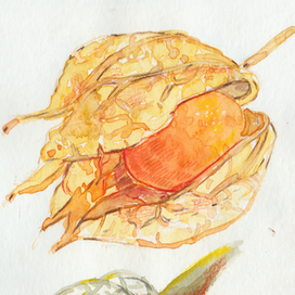 Физалис акварелью