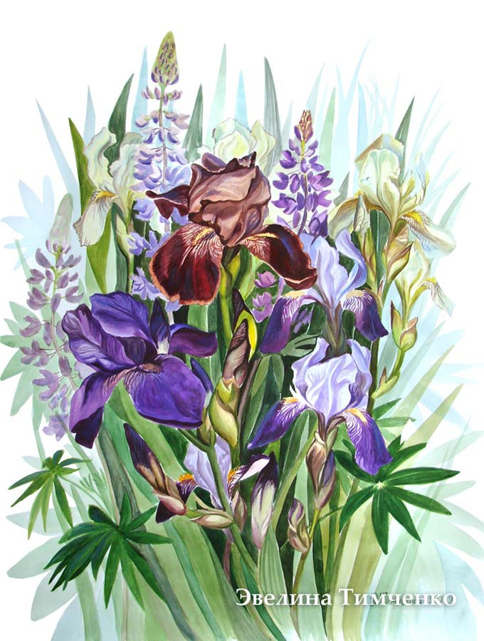 Ирисы