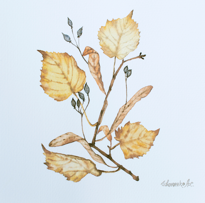 Акварель Сухая липовая веточка