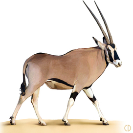 Иллюстрация для книги Брема «Жизнь животных» «Антилопа»