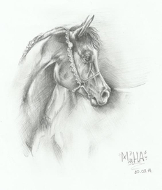 Молодой вороной 