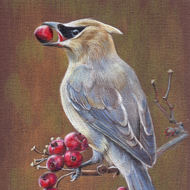 Свиристель