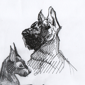 зарисовки добермана