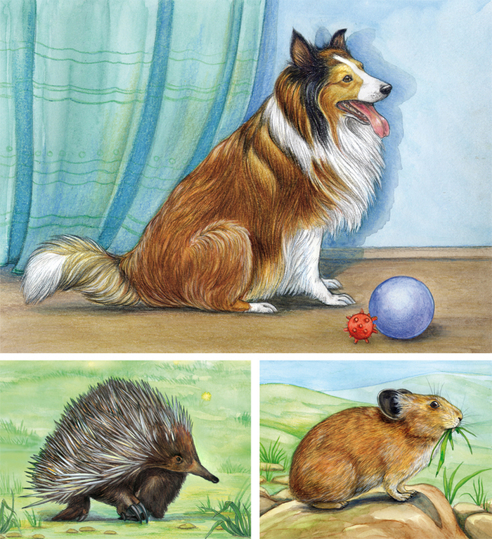 Собака (шелти), ехидна и пищуха