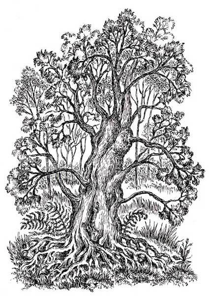 А. ФЕТ. стихотворения.