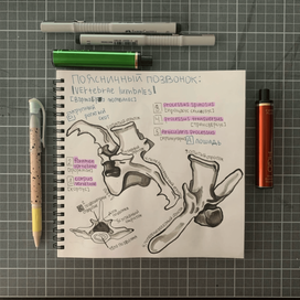 Поясничный позвонок 