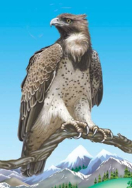 боевой орел