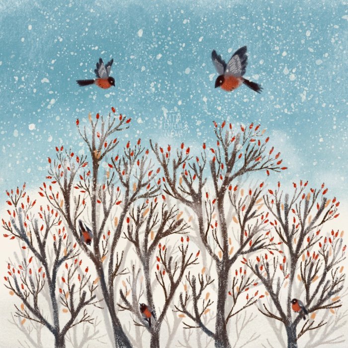 Зимний шиповник