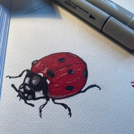 Божья коровка