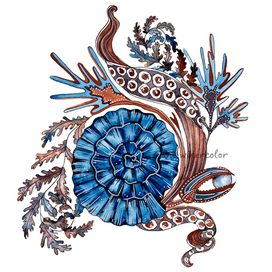 Осьминог и жемчужинка