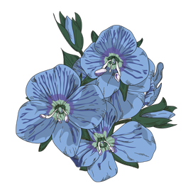 Небесно-голубая вероника