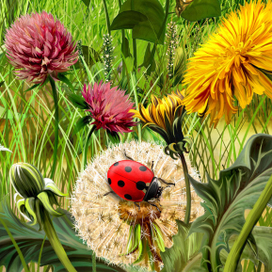 Одуванчики