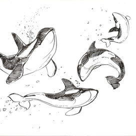 Orca