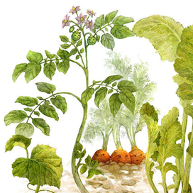 Болтливая редька