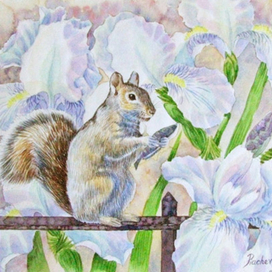 Белка и бутоны.