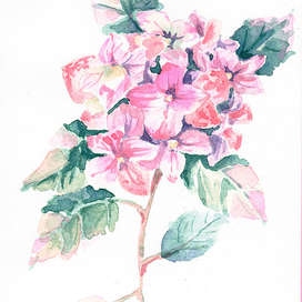 Розовая гортензия