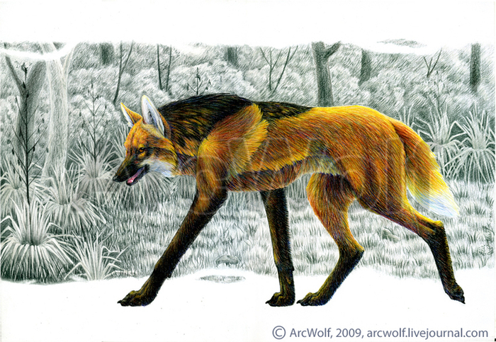 Гривистый волк