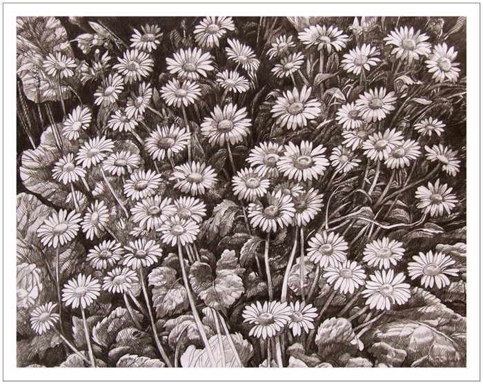 ромашки-лето 2014