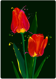 Тюльпаны