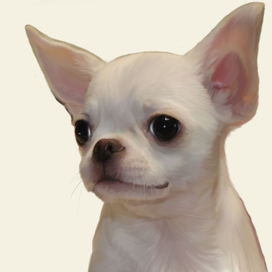 Рисунок собаки породы чихуахуа по фотографии в Procreate 