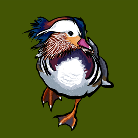 mandarin duck