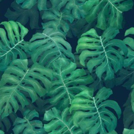 Обои с монстерой