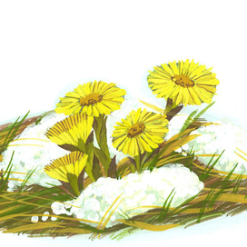 мать-и-мачеха