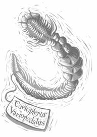 Caetopterus Variopedatus