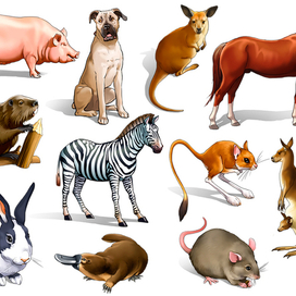 animals_1
