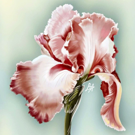 Нежность ириса