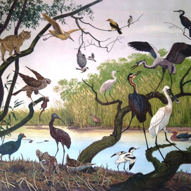 илл. из книги "На поиски животных" (В плавнях)