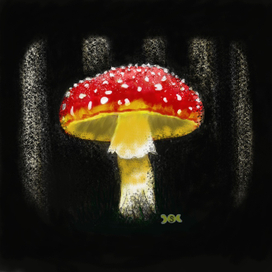 Amanita muscaria 