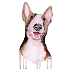 Бультерьер 