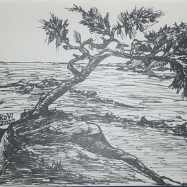 Одинокое дерево над морем Турции»