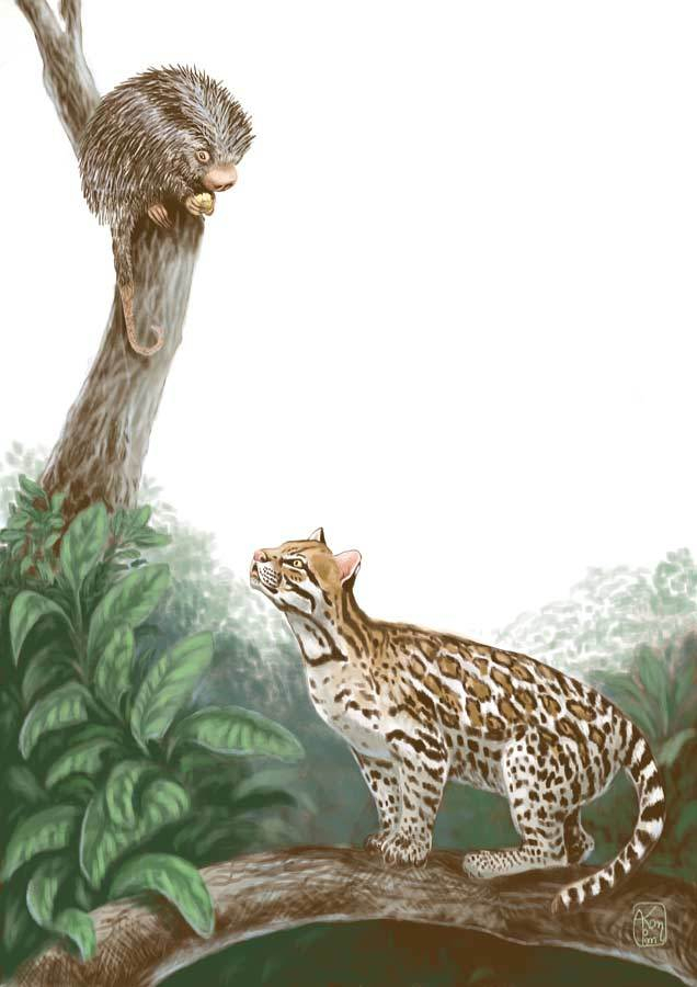 Дикобраз и оцелот