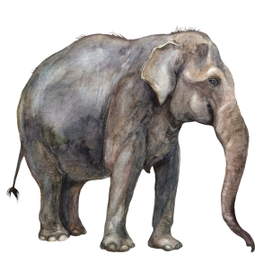 Азиатский слон, самка