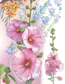 Фрагмент иллюстрации для упаковки косметической продукции. Мальвы