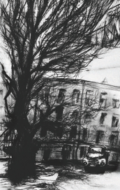 старое дерево