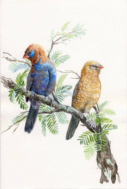 Фиалковые астрильды