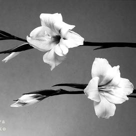 Гладиолусы