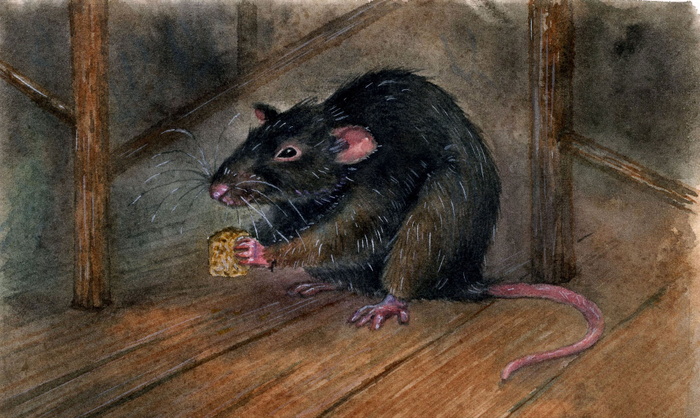 Крыс Мельхиседек. Ф.Бернетт, "Маленькая принцесса"