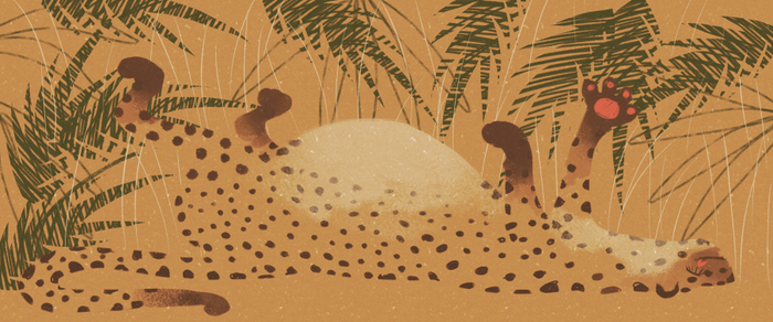 Леопард наелся и спит