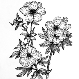 Полевые цветы