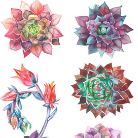 Суккуленты