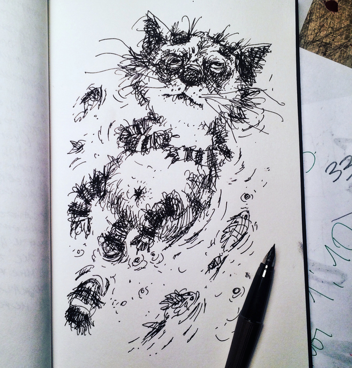 А котики плывут