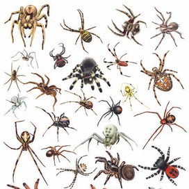 энциклопедия пауков