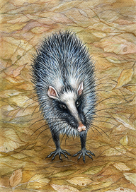 Ёж Крысиный Василий.