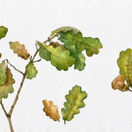 Осенние зарисовки